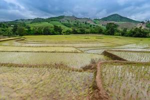 las terrazas de arroz y la agricultura se presentaron en el campo de la provincia de chiang rai, la provincia del norte de tailandia. foto