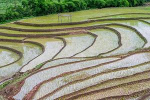 las terrazas de arroz y la agricultura se presentaron en el campo de la provincia de chiang rai, la provincia del norte de tailandia. foto
