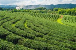 la vista del paisaje de las plantaciones de té choui fong en chiang rai, la provincia norteña de tailandia. foto