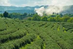 The scenery view of Choui Fong Tea plantations in Chiang Rai the northern province in Thailand.