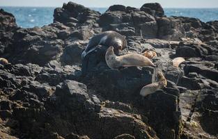 Seal rock island the biggest seals colony nearly Phillip island of Victoria state of Australia. photo