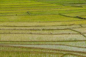 la textura de las terrazas de arroz en el campo del norte de tailandia. foto