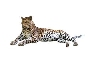 leopard isolated white background photo