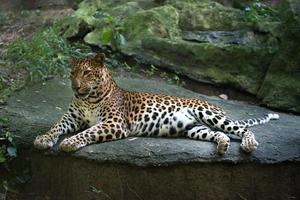 leopardo panthera pardus