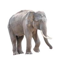 elefante asiático macho aislado foto