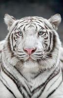 white bengal tiger photo