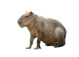 capybara isolated white background photo