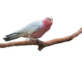 galah cockatoo isolated photo