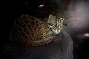 Leopard cat in zoo photo