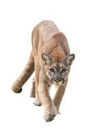 puma isolated white background photo