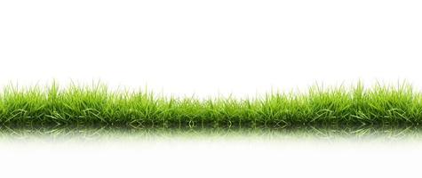 fresh spring green grass isolated photo