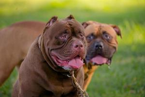 Two brown pitbull puppy on the green field. photo