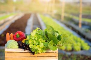 vegetales crudos orgánicos frescos y frutas en canasta para ensalada en granja hidropónica, comida vegetariana y saludable o ingrediente y hierbas para cocinar salud con espacio para copiar. foto