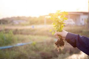 Fresh organic vegetable coriander or cilantro bunch in farm, harvest and agriculture for healthy food, hand holding coriander. photo