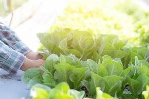 closeup hands young man farmer checking and holding fresh organic vegetable in hydroponic farm, produce and cultivation green cos for harvest agriculture with business, healthy food concept. photo