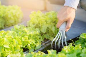 closeup hands of man farmer shovel dig fresh organic vegetable garden in the farm, produce and cultivation green oak lettuce for harvest agriculture with business in the field, healthy food concept. photo