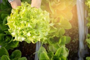 manos de un joven agricultor revisando y sosteniendo verduras orgánicas frescas en una granja hidropónica, produciendo y cultivando lechuga de roble verde para la agricultura de cosecha con un concepto comercial y de alimentos saludables. foto