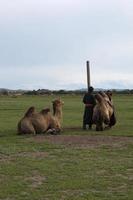 Unrecognizable person with traditional mongol clothes and two camelus ferus on a field. Mongolia. photo