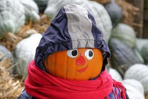 Pumpkins in the german muensterland photo