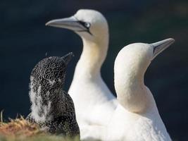 birds on helgoland island photo