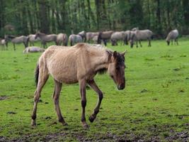 wild horses in westphalia photo