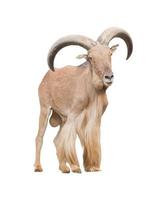 Barbary sheep   isolated photo