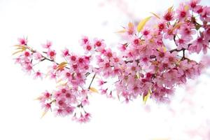 hermosa flor de cerezo salvaje del Himalaya foto