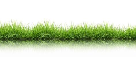 fresh spring green grass isolated photo