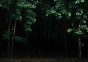 Tropical forest foliage plants bushes dark night photo