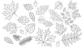 gran conjunto de hojas de diferentes tipos de árboles aislados. conjunto de contorno hoja de otoño roble, arce, serbal y bellotas. estilo de libro de colorear de dibujos animados realistas. ilustración vectorial conjunto de follaje de línea.