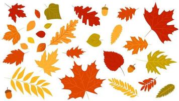Big set of cute leaves from different kind of trees isolated. Set of colorful autumn leaf oak, maple, rowan and acorns. Realistic cartoon style. Vector illustration. Set of flat foliage.