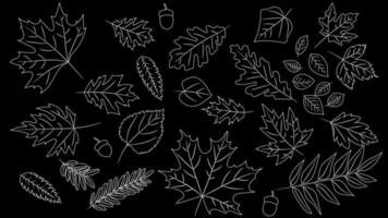 Big set of leaves from different kind of trees isolated. Set of outline autumn leaf oak, maple, rowan and acorns. Realistic blackboard style. Vector illustration. Set of line foliage.