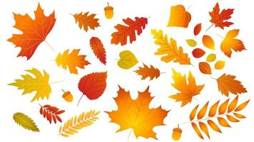 Big set of cute leaves from different kind of trees isolated. Set of colorful autumn leaf oak, maple, rowan and acorns. Realistic cartoon style. Vector illustration. Set of gradient foliage.