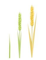 Stage growth of a wheat set. Concept Life cycle of a rye. Vector illustration of sprouted seed to plant with leaf, diagram of growing harvest.