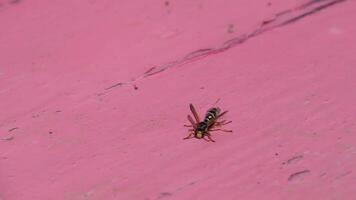 Wasp on pink background video