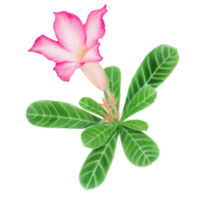 Decorative Desert Rose and leaves Watercolor Side View png