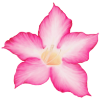 aquarelle décorative de rose du désert, vue de face png