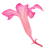 aquarelle décorative de rose du désert, vue latérale png