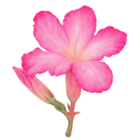 Decorative Desert Rose Watercolor, Buds and Bloom, Side View png