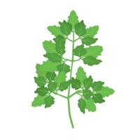 Parsley green leaf herb vector icon food. Fresh plant spice isolated organic cooking cuisine ingredient. Vegetable flat foliage