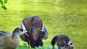 wilde eend schoonmaken op gras. er is een prachtig groen meer en er zwemmen wat vogels. video