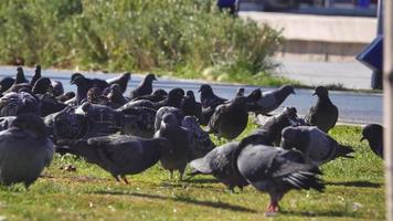 gros plan des pigeons de la ville mangeant de la nourriture sur l'herbe verte du parc. faible angle, ralenti, faible profondeur de champ. video