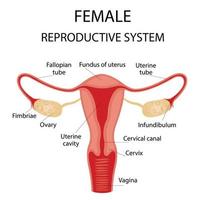 Human anatomy, female reproductive system, female reproductive organs. The system of inclusion the organs of the uterus, cervix, ovaries, ovaries, and fallopian tubes. Overview illustration vector