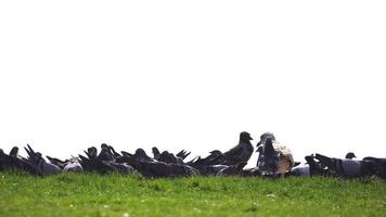 duvor som matar på gräset, den här videon visar en flock duvor som matar på det gröna gräset med pannskott. video