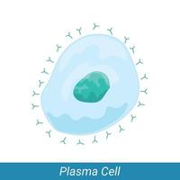 célula plasmática derivada de célula b del sistema inmunitario adaptativo