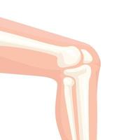 ilustración de vista lateral de la articulación de la rodilla humana vector