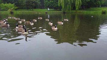 lac et oiseaux aquatiques au parc public local par temps nuageux. wardown park est situé sur la rivière lea à luton. le parc dispose de diverses installations sportives video