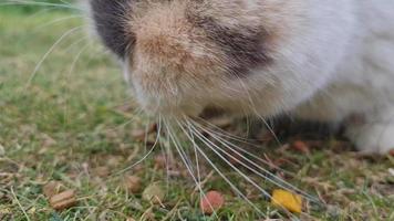 lindo gato de raça persa no jardim de casa, close-up tiro video
