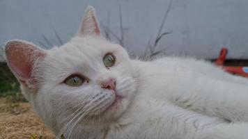 bellissimo gatto di razza persiano nel giardino di casa, primo piano video