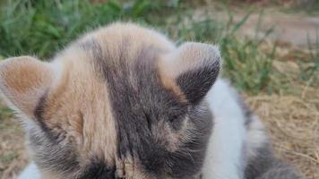 hermoso gato de raza persa en el jardín de la casa, primer plano